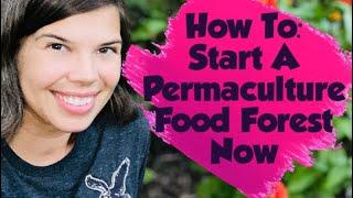 How to Start a Permaculture Food Forest NOW