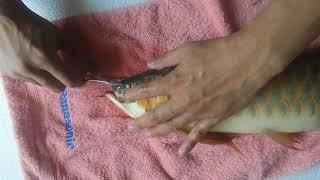 Arowana drop eye operation