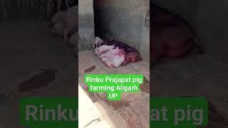 Aligarh Pig Farm By Rinku prajapati #pig_farming #pig #farming #pigfarmvideo