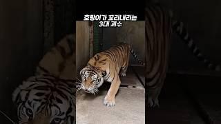 호랑이가 꼬리내리는 야생의 3대 괴물