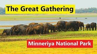 Minneriya National Park  | Sri Lanka | The Great Gathering