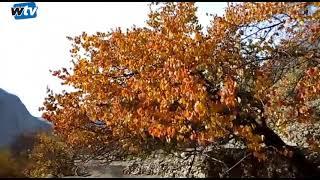 Autumn Colors in Gilgit-Baltistan District Shigar Video Report