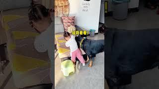 坨叔虽然馋， 但是坨叔有礼貌，知道不抢小孩子的#一坨 #rottweiler #罗威纳 #罗威纳护卫犬 #pets #萌宠 #向威