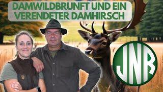 DAMWILDBRUNFT ! FEUERSTEINFELDER UND EIN VERENDETER DAMHIRSCH !!!!