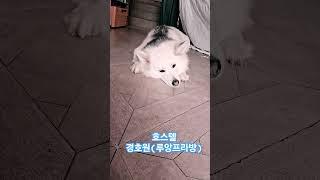 엄청 듬직한 멍멍이!^^ #강아지 #라오스#여행