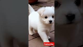 cute puppy cute walk#puppy #puppyentertainment #cute #pets #dog #puppydog #youtubeshorts #shortvideo