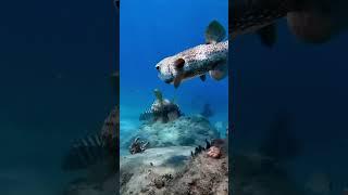 These two… #cute #adventure #ocean #explore #underwater #funny #pufferfish #pair