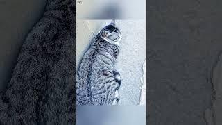 An injured stray cat curled up in the guardrail corner, his faint cries drowned by traffic...