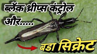 ब्लॅक थ्रीप्स/थ्रीप्स/black thrips/black thrips control