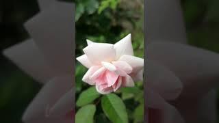 O Priya Priya  Song by Anuradha Paudwal and Suresh Wadkar ‧ 1990 #nature #flowers #shortsvideo