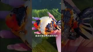 中國風金魚養魚日常、關於金魚腸道的事～工具篇 養魚好物　＃官網購物賣場