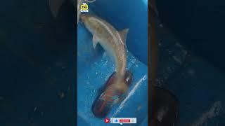 জীবিত ইলিশ মাছ ধরা দেখুন Live ilish ( Hilsa ) Fish catching in River (part 1) | #shorts #illish