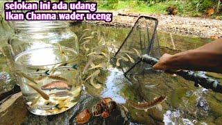 SELOKAN DIBAWAH GUNUNG INI MENGANDUNG UDANG IKAN CHANNA WADER UCENG GUPPY LIAR