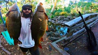 MASSIVE Carp Caught in Australian DRAINAGE SYSTEM!