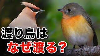 驚きの生態！野鳥の渡り区分について徹底解説～