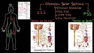 Otonom Sinir Sistemi (Sağlık ve Tıp) (Sinir Sistemi Fizyolojisi) (Psikoloji / Davranış)