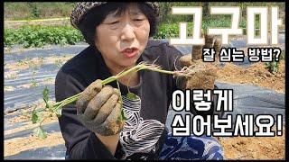 고구마 수확량 늘리는 심는방법? 이렇게 심어보세요! - 주말농장 [일꾼TV]