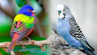 The Most Popular PET BIRD Breeds 