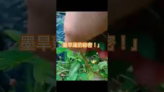 荒地救星 ：養髮神器！止血聖草！天然染料之王!