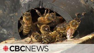 Alberta’s honey industry is a buzzing business