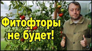 Как легко победить фитофтору на помидорах!