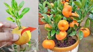 New skills! Growing a Orange's tree from orange fruit in water