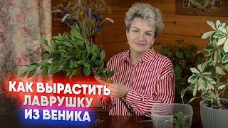 Как вырастить лаврушку из веника