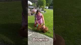 Hello Brownie #viralvideo #doggieshorts #thankfulgratefulblessed  #doggie #dog #brownie