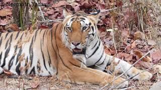 Chota Munna (Link 7) male tiger in Kanha National Park, May 2018