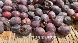 小院动物乐趣多，一个个都成精了，皮皮跟邻家小孩一样又来串门了#田园生活 #新疆小院 #记录真实生活