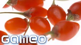 Food Trend aus China: So gesund sind Goji Beeren | Galileo | ProSieben