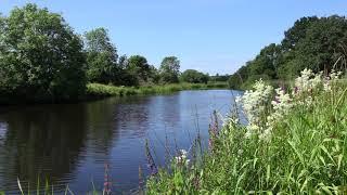 Forest River Nature Sounds-Relaxing Birds Chirping Spring Morning Ambience-Water Sound for Sleeping