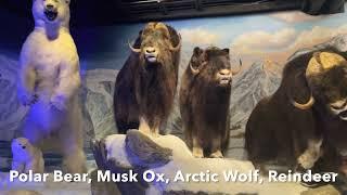 WORLD OF NATURE - Blackhawk Museum #animals #museum