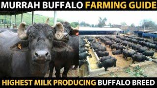 MURRAH BUFFALO - Highest Milk Producing Buffalo Breed | Informations about Murrah Buffalo Farming