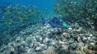 Bluefin Trevally Hunting in Tulamben