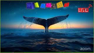 11/06/2025 META~WHALE FULL PLAN PRESENTATION BY ANURAG ARYA TIGER TEAM INDIA