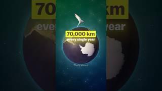 Longest Bird Migration on Earth  70,000 km Every Year from Arctic to Antarctica 