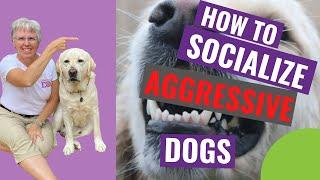 How to Socialize Aggressive Dogs