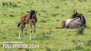 Wildebeest, Born To Run | Full episode | Animal documentary