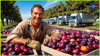 Plum Farm -  How American Farmers Harvest Billions of Plums - US Farming.