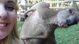 The FUNNIEST Animal and Human Ever, 99  Try Very Hard To Not Laugh!