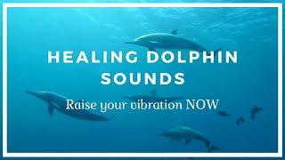 Healing Dolphin Sounds ️ Raise Your Vibration NOW!