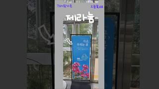 국립세종수목원    #제라늄  #임영웅  #tv어딜가든  #정원