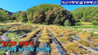 588. 괴산군 청안면. 마을과는 약 500m 정도 거리에 있는 산아래 남향 땅. 800평. 괴산사랑방, 괴산부동산, 괴산토지, 괴산전원주택지, 괴산땅, 괴산토지, 금강부동산.