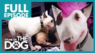 The Punk Pup: Chaos | Full Episode |  It's Me or The Dog