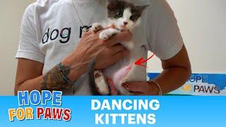 Kittens with unusual deformities are safe thanks to a Good Samaritan. ️ #kittenrescue