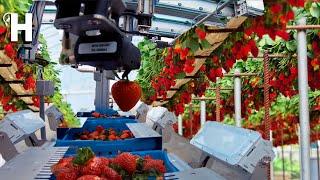 Excellent Hydroponic Strawberries Cultivation Technology – Robotic Strawberry Harvester | Happy Farm