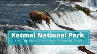 Best Things To Do On Alaska Land Tour | Alaskan Bear Viewing