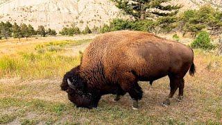 Yellowstone National Park | School Is In Session