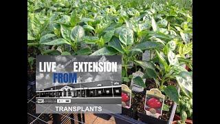 Vegetable & Herb Transplanting Basics